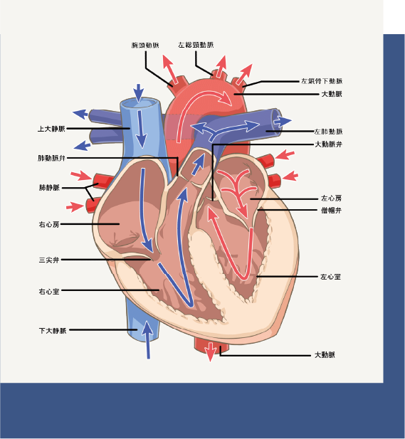 心臓弁膜症のイメージイラスト