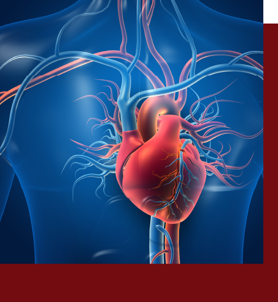 循環器内科-心臓、血管のイメージ画像